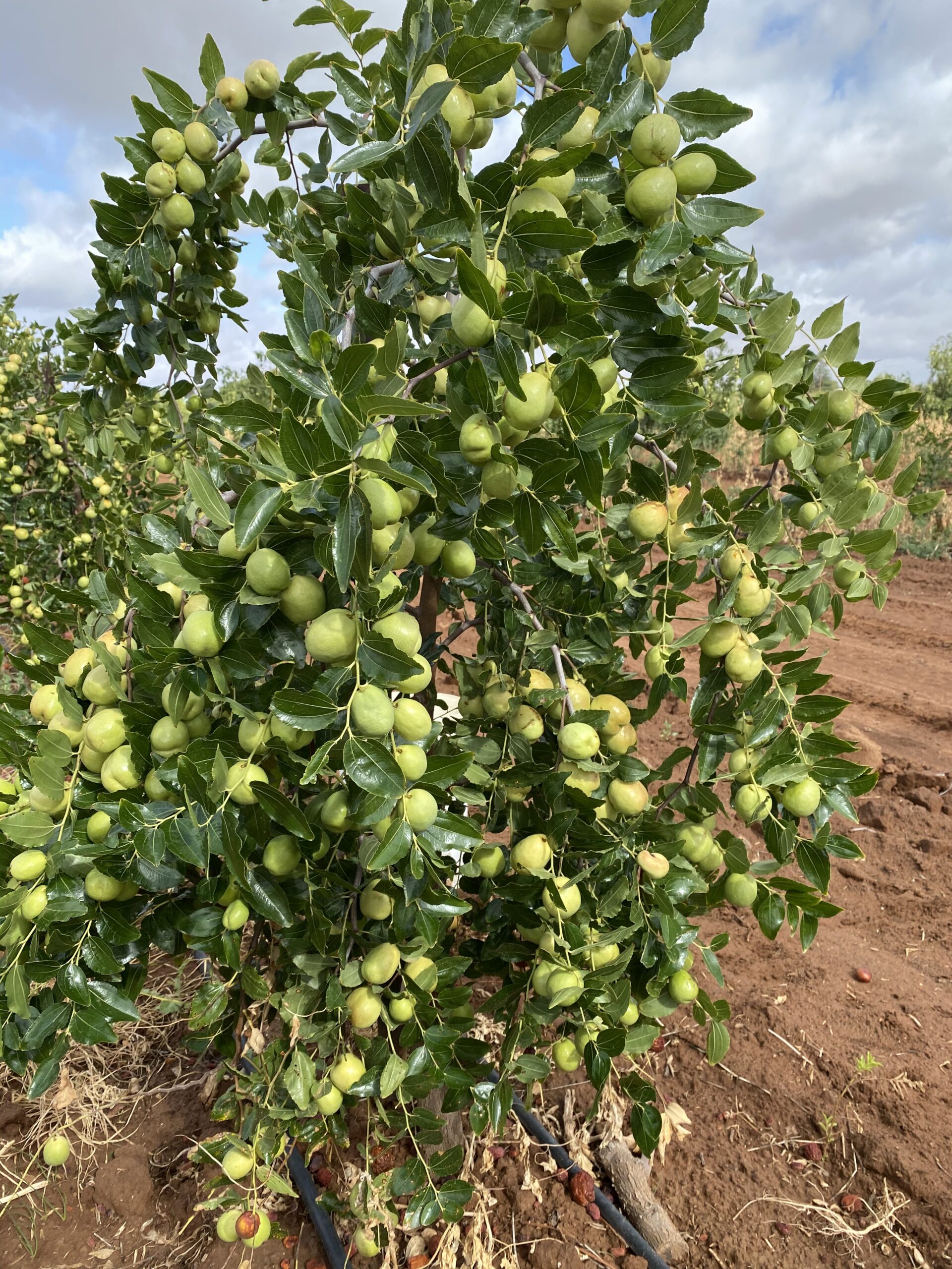 to Jujube Nursery Mildura Jujube Trees Mildura