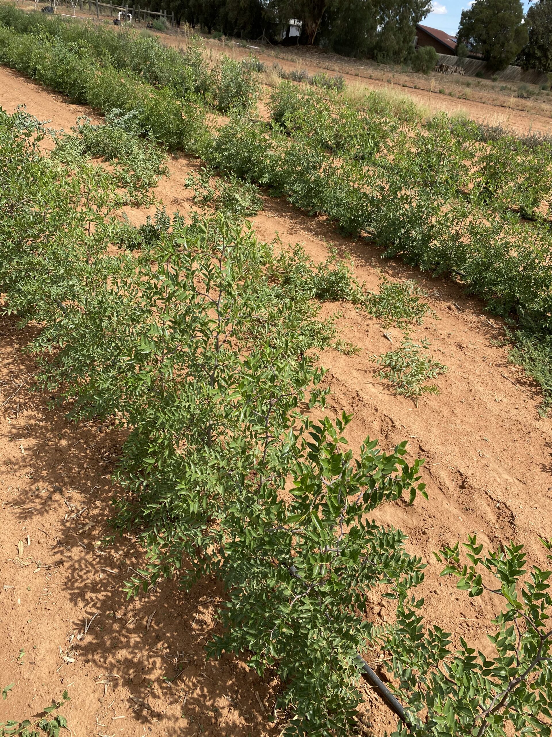 Jujube Farm Mildura